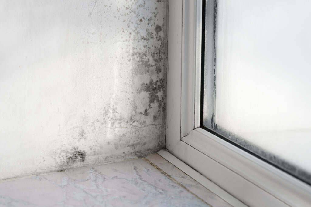 Fuktbesiktning och mögel